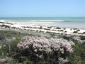 Shell Beach - Western Australia