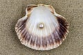 Shell with beautiful pearl inside