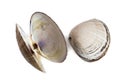 Shell bivalve mollusk of Spisula sachalinensis