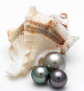 Shell with black pearls