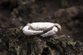 Shell bleached by the sun after molting by red painted ghost crab on rocks