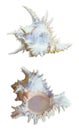 Shell of Chicoreus Ramosus, Ramose Murex