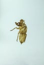 Shell of Cicada on white background Royalty Free Stock Photo