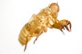 Shell of Cicada on white background Royalty Free Stock Photo