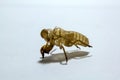 Shell of Cicada on white background Royalty Free Stock Photo