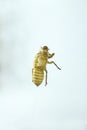 Shell of Cicada on white background Royalty Free Stock Photo