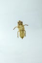 Shell of Cicada on white background Royalty Free Stock Photo