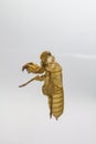 Shell of Cicada on white background Royalty Free Stock Photo