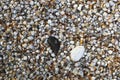 Shell clams on the sea beach background Royalty Free Stock Photo