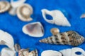 Shell close up shot. Royalty Free Stock Photo