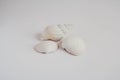 Shell cockleshell is isolated on white background, close up Royalty Free Stock Photo