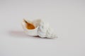 Shell cockleshell is isolated on white background, close up Royalty Free Stock Photo