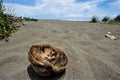 Shell of a coconut at Dominical beach