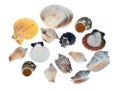 Shell collection Royalty Free Stock Photo