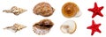 Shell Collection Royalty Free Stock Photo