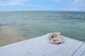 Shell comics on the wooden floor in Bali, Indonesia