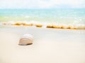 Shell Conch on Beach with Sea Background,White Sand at Coast with blur Wave Water Blue Ocean and Sunshine Day Nature Summer Space, Royalty Free Stock Photo
