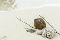 Shell ,coral, branch and coconut on beach