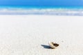 Shell, coral reef on sandy tropical beach in Maldives