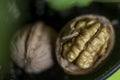 Shell and core of the walnut Royalty Free Stock Photo