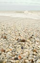 Shell Covered Beach