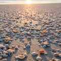 The shells, highlighting their textures and patterns against the fine Royalty Free Stock Photo