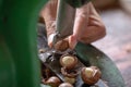 Shell cracker for cracking macadamia, open macadamia nut Royalty Free Stock Photo