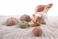 Shell and Dried Sea Urchins on the sand Royalty Free Stock Photo