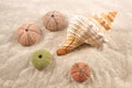 Shell and Dried Sea Urchins on the sand as background