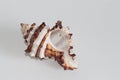 Seashell of endive murex on gray background Royalty Free Stock Photo