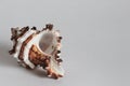 Seashell of endive murex on gray background Royalty Free Stock Photo