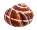 Shell of escargot snail isolated on white Royalty Free Stock Photo