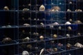 Shell exhibition, maritime museum, aquarium with different types of shells.