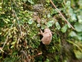 shell or exuvia of a cicada photo Royalty Free Stock Photo
