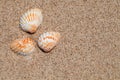 Shell flaps, three pieces on the sea sand close-up, top view Royalty Free Stock Photo