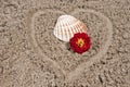 Shell with flower Royalty Free Stock Photo