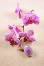 Shell and flowers Orchids Phalaenopsis on the sand as background Royalty Free Stock Photo