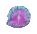 Shell form drawn with watercolor,handmade on white background Royalty Free Stock Photo