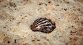 A shell fossil embedded in the stone Royalty Free Stock Photo