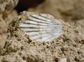 Shell fossil