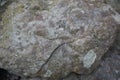 Shell fossils in fine-grain gray sandstone rock. Royalty Free Stock Photo