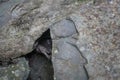 Brachiopod fossil in fine-grain gray sandstone rock. Royalty Free Stock Photo