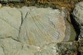 Shell fossils on a rock formation, Kaikoura coastline