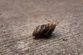 The shell of Giant African Snail (Achatina achatina) in the middle of the road in Thailand