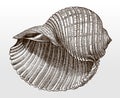 Shell of the giant tun, tonna galea