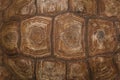 The shell of a giant turtle, close-up. Background texture and carapace pattern. Turtle shell texture details Royalty Free Stock Photo