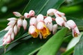 Shell Ginger-alpinia zerumbet