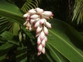 Shell Ginger (Alpinia zerumbet)