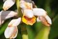 Shell ginger plant stricking flowers