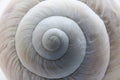 Shell of a grape snail close-up. Royalty Free Stock Photo